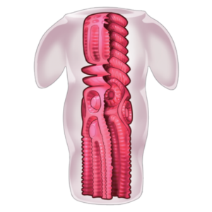 best onahole store percyone by peachtoys and percyona